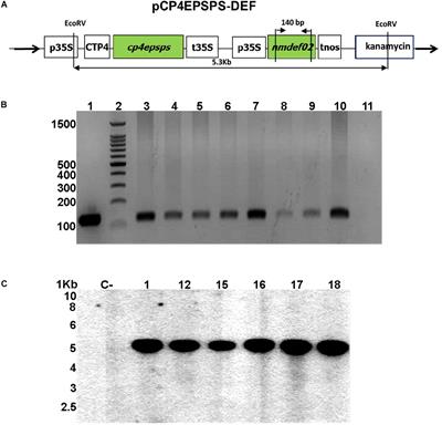 Field Resistance to Phakopsora pachyrhizi and Colletotrichum truncatum of Transgenic Soybean Expressing the NmDef02 Plant Defensin Gene